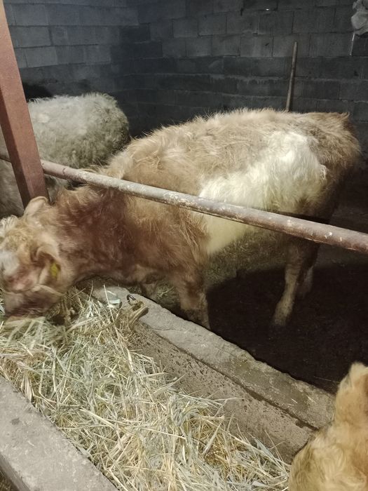 быр жасар еркек буқаша