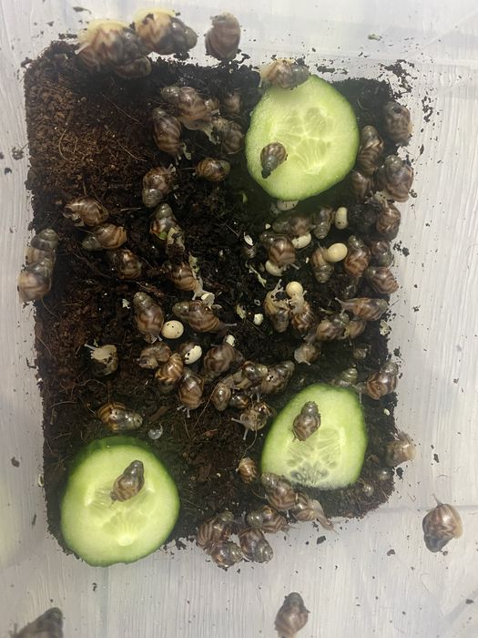 продам улиток Ахатин