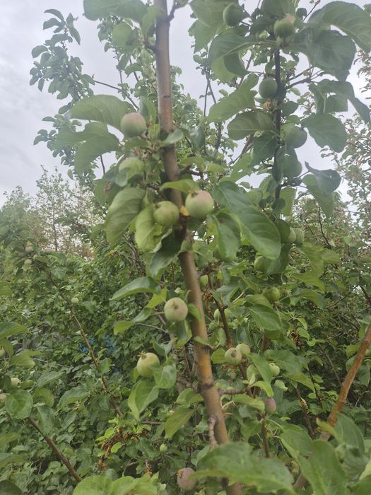Продам дачу пк каучук в Темнртау.