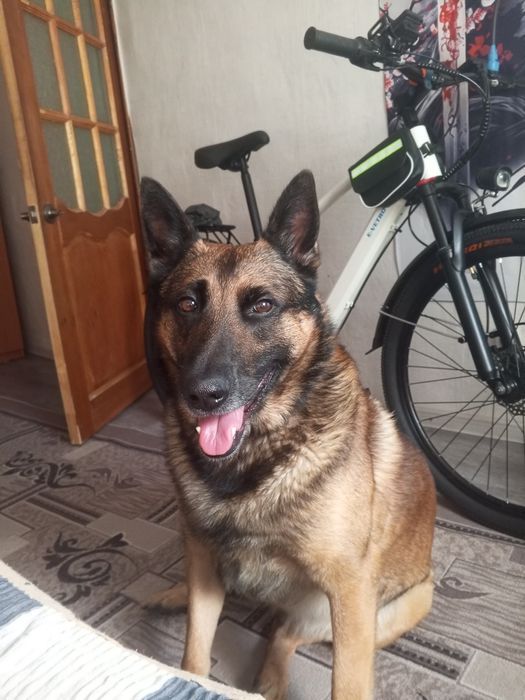 Кабель бельгийской овчарки ищет подругу