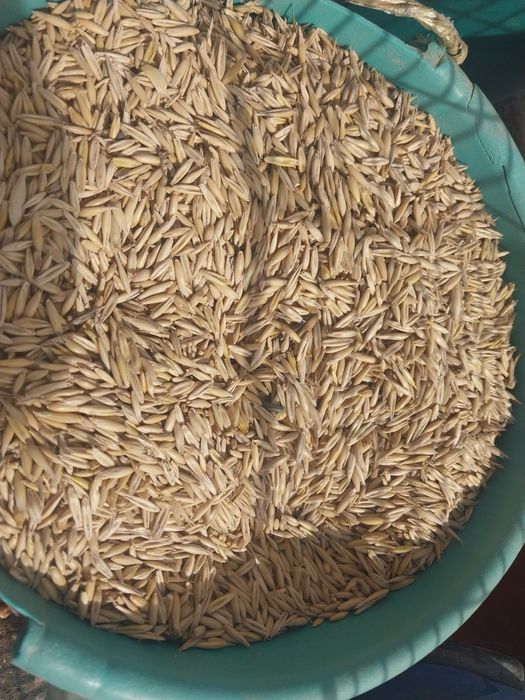 Жес арпа бидай отруби