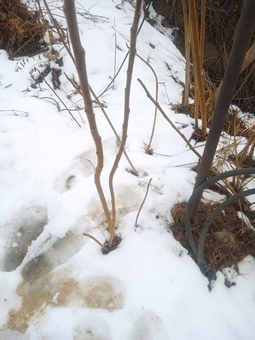 Саженцы, Сумаха.красивое дерево