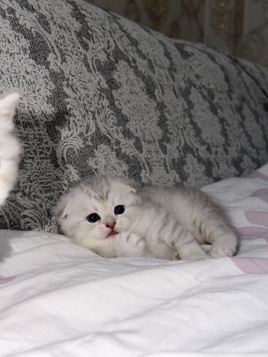 Mushukchalar котята