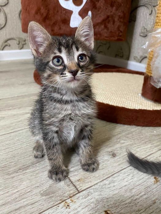 Отдам Котенка в добрые руки
