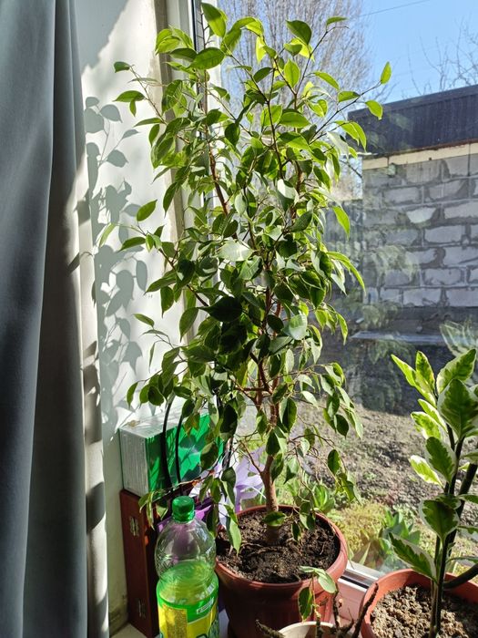 Продам цветы  очень красивые