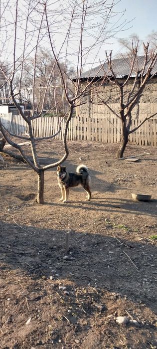 Западно сибирская лайка