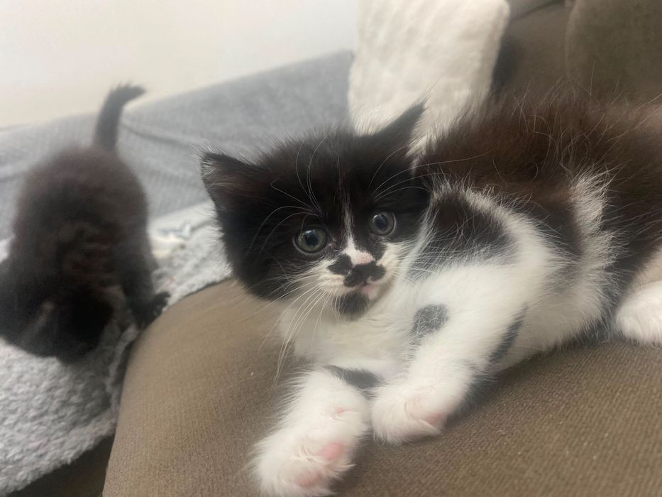 3 pisicute pentru adoptie