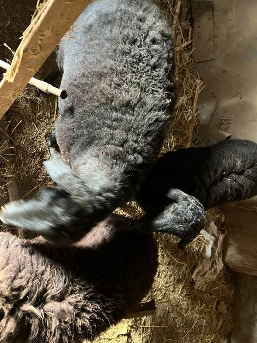 Qoy sotiladi srochno