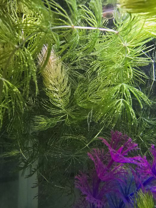 Растения для аквариума