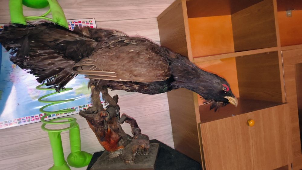 Vând trofef cocos de munte unicat mare(nu cerb)