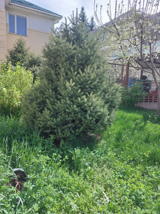 Ёлки тяньшанские