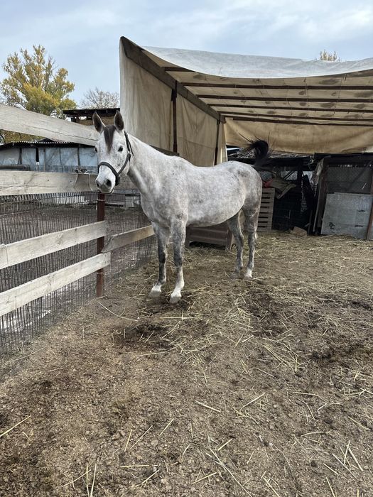 Арабская чистокровная