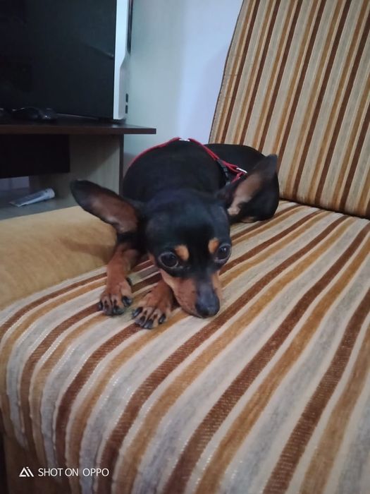 Тойчик ищет подругу)