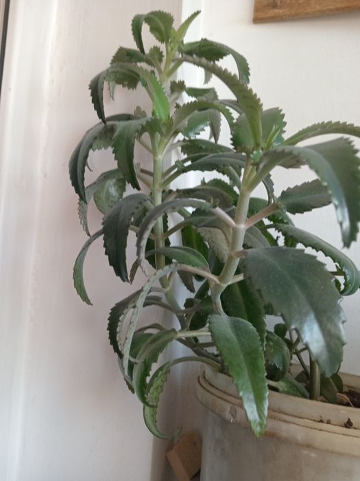 Продам  комнатные  растения