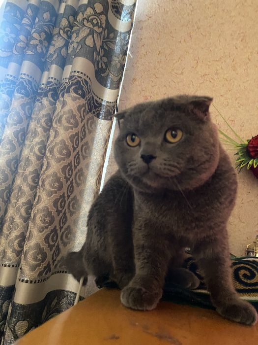 Скотиш фолд эркак мушук тезда сотилади