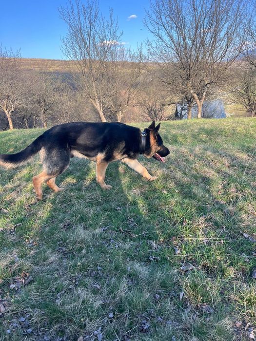 Caine Ciobanesc German