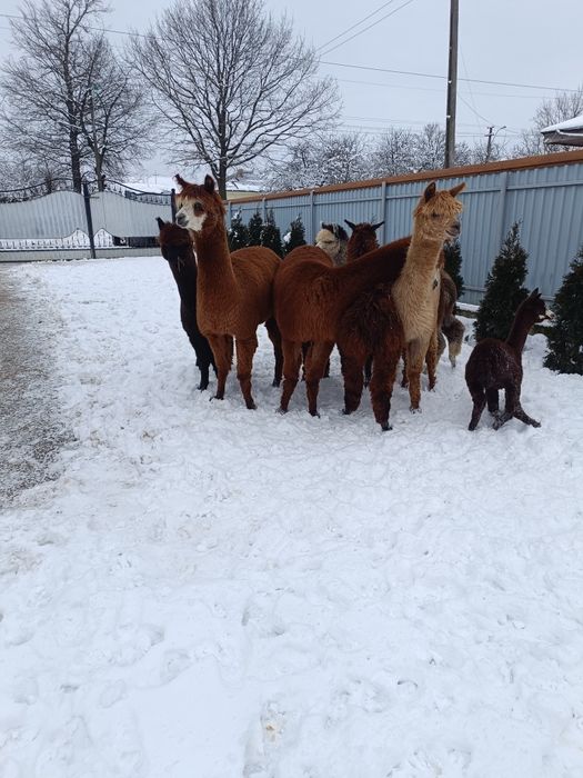 Alpaca femele și masculi