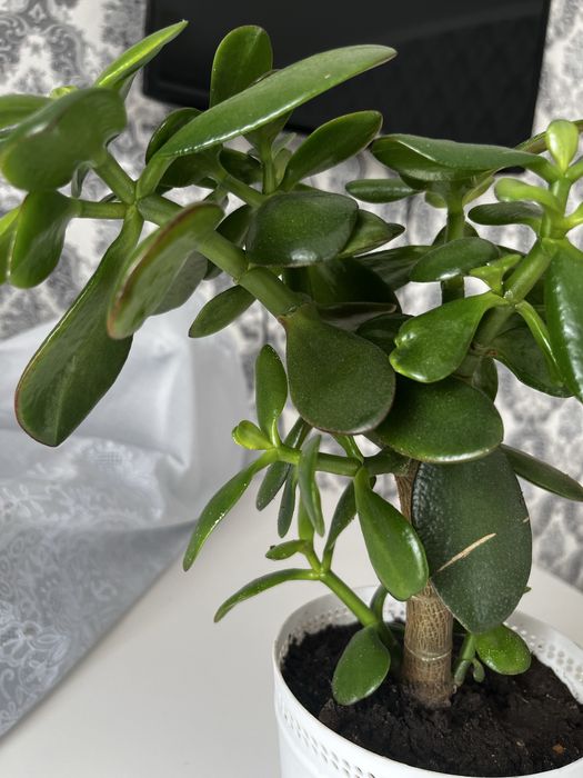 Продам денежное дерево ( толстянка)