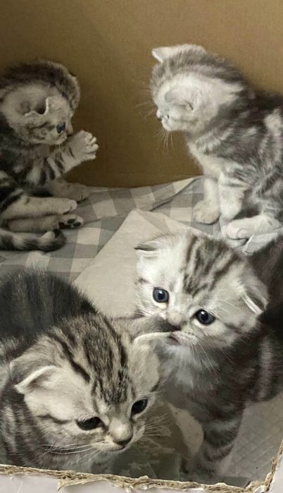 Вислоухие Шотландские котята