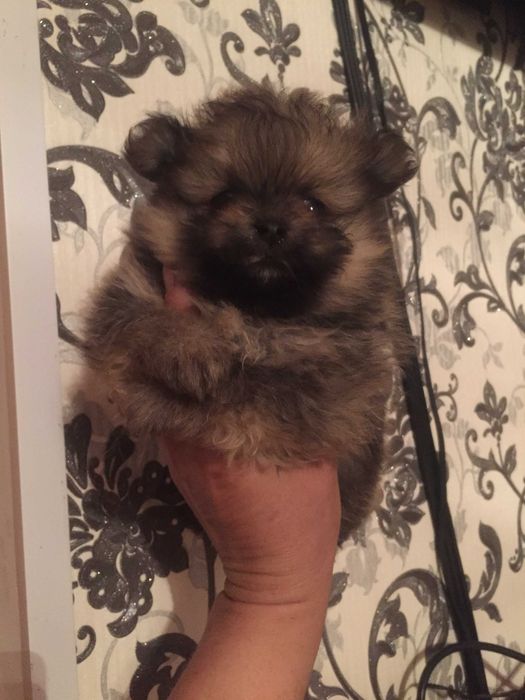 щенки шпицы разного окраса