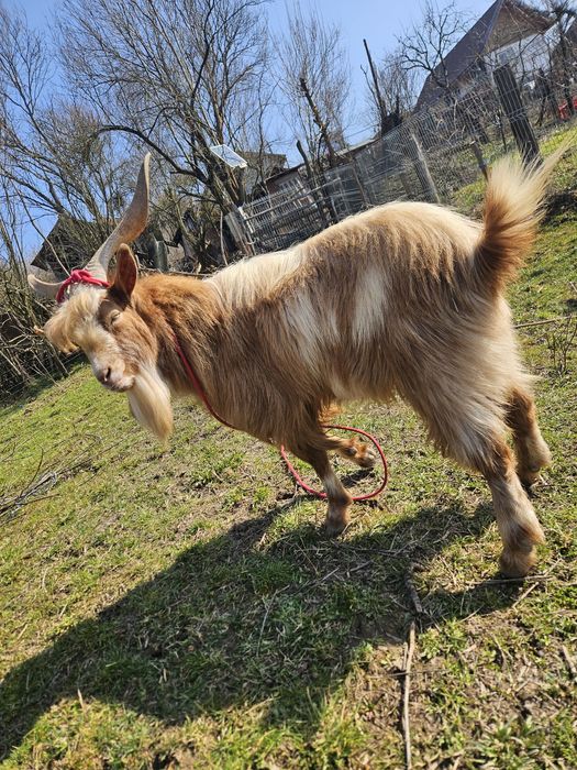 Vand țap de 2 ani jumatate