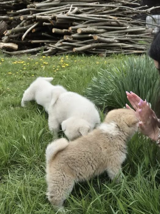 Akita inu japonez mascul