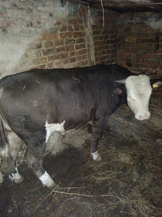 Продам бычка полторагодовалого