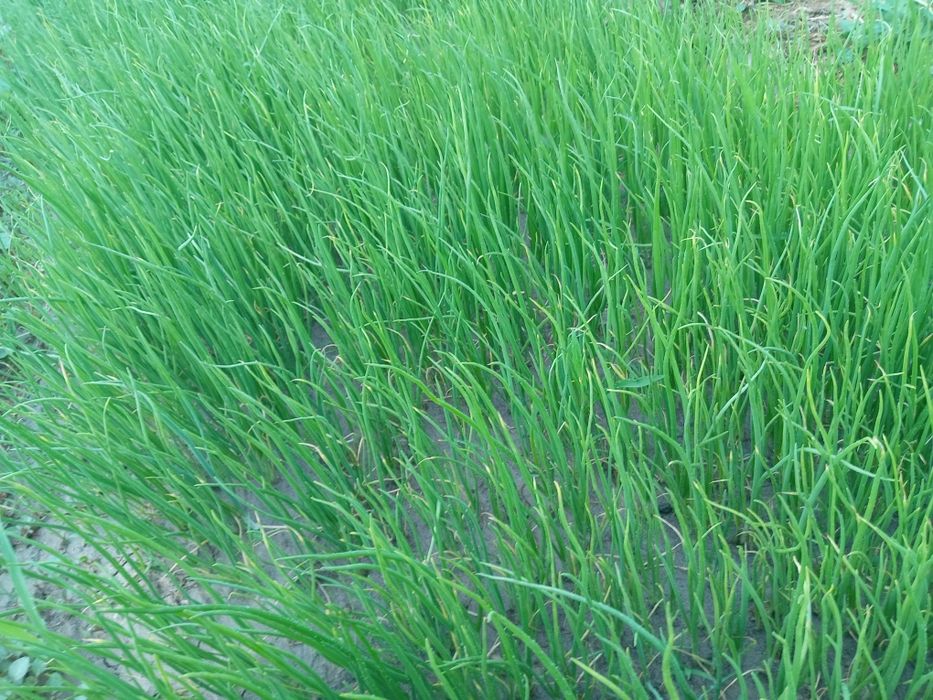 Piyoz ko'chat sotiladi