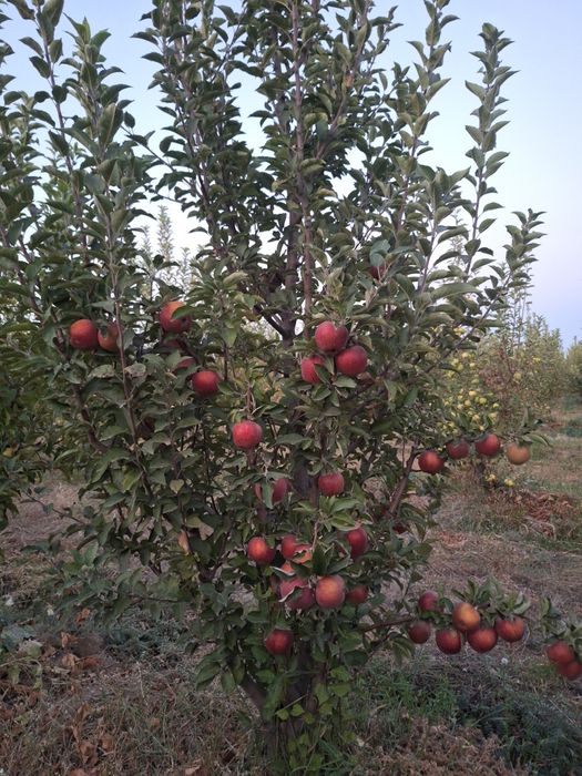 Яблоки золотой американка