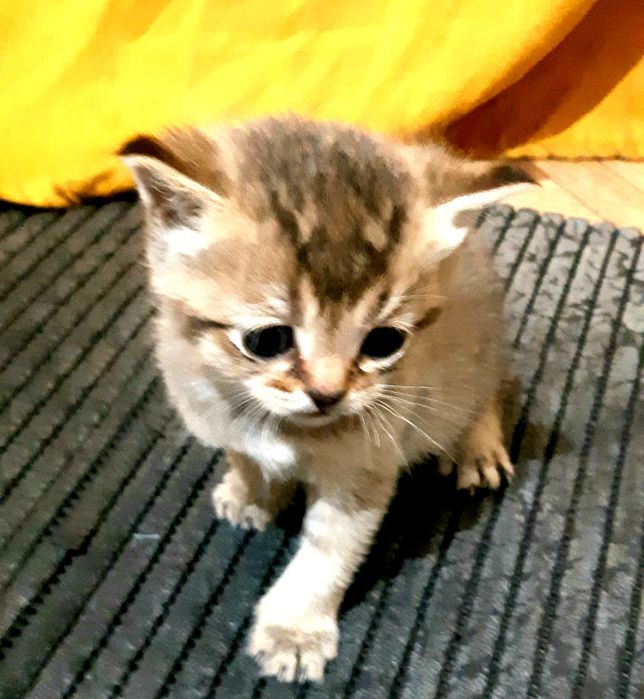 U sizni sokinish bilan mushuk yaladi