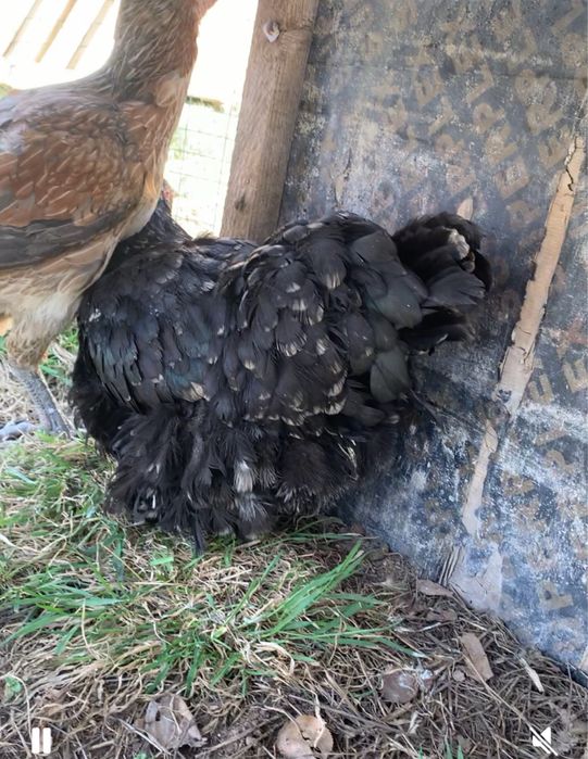 Пррдам бойцовую курицу