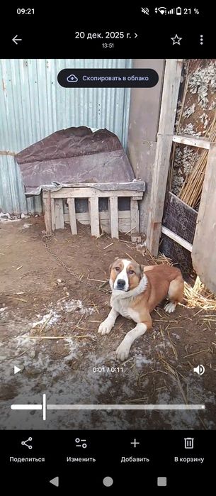 Алабай  молодой.