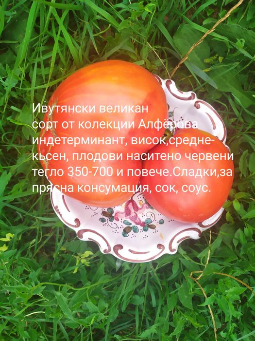 55 cорта семена домати