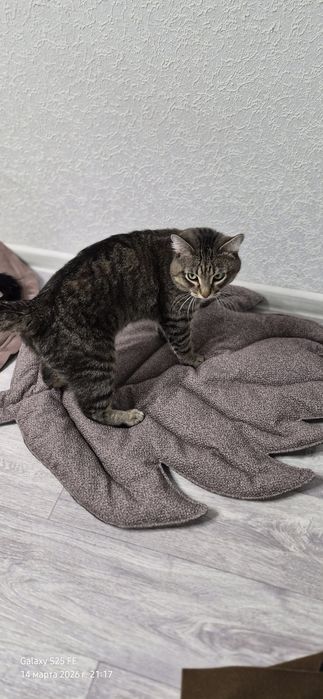 Лежанки для кошек