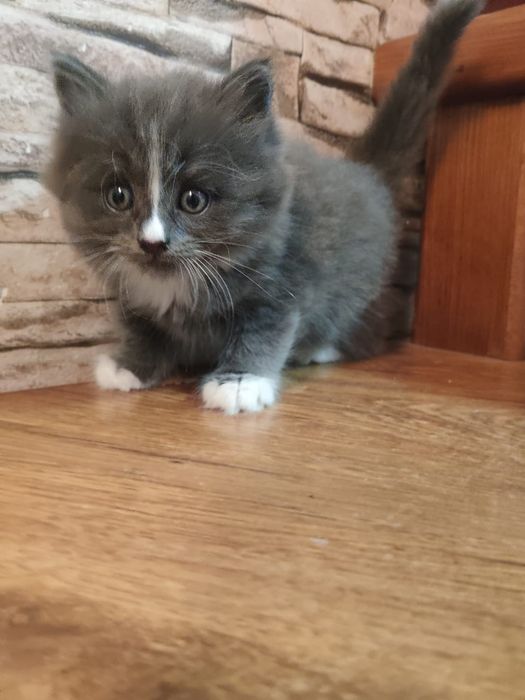 Котенок(мальчик) ищет хозяина