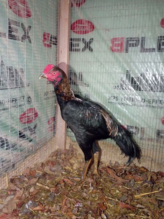 Сотилади дакан хуроз