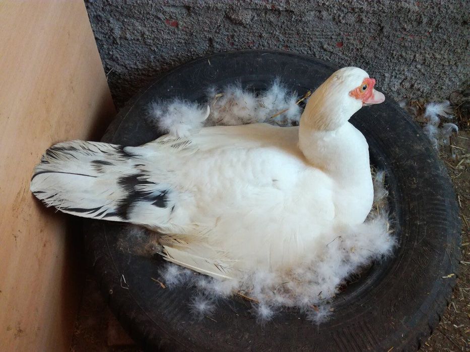 Юқори сифатли тухум ва гўшт йўналишидаги индоуткалар сотилади! Срочно!