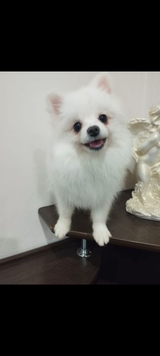 Улыбашка  милый шпиц