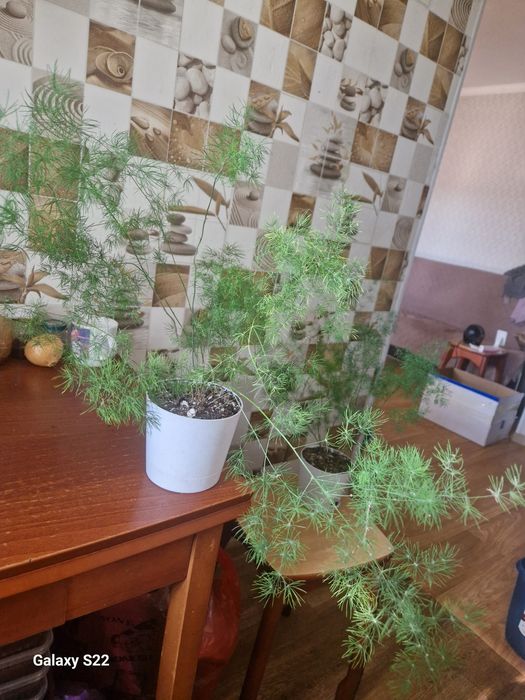 Продам аспарагус перистый.