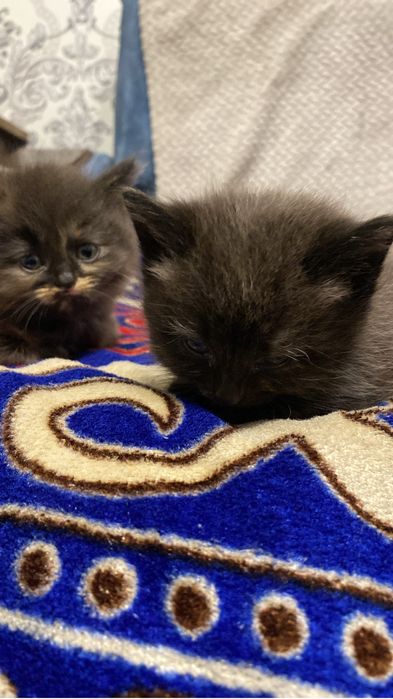 Бесплатно котята