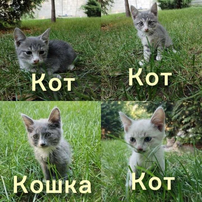 Отдам котят в заботливые руки