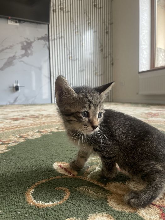Продается кошки хорошие