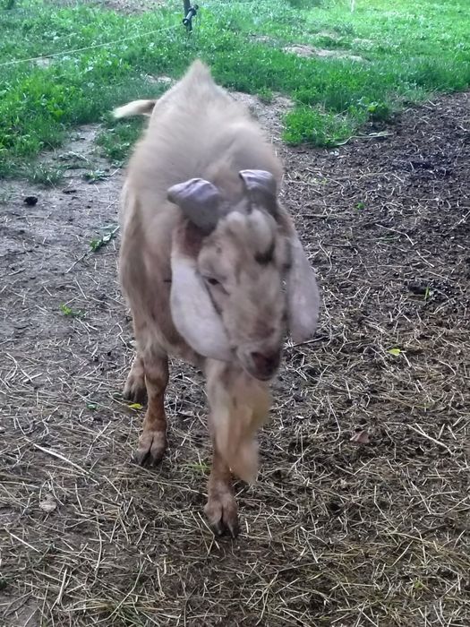 Tap Anglonubian  urgent foarte bine intretinut