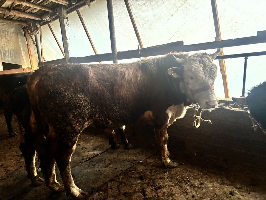 Smental mol sotiladi