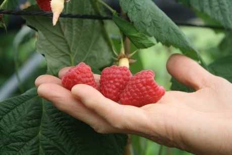 Налични 12 сорта малини