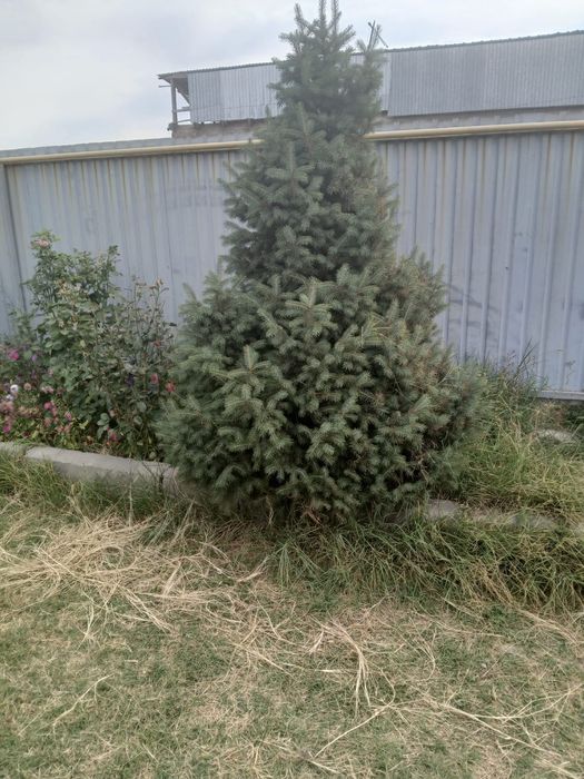 Елка Зеленая Пышная