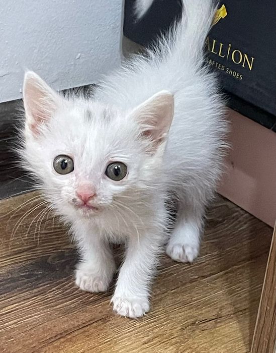 Котенок маленький бесплатно