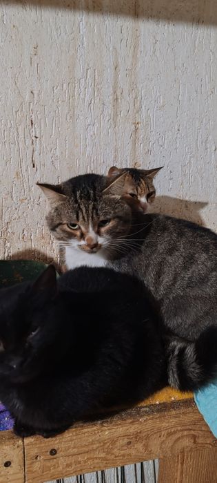 Шикарный молодой кот