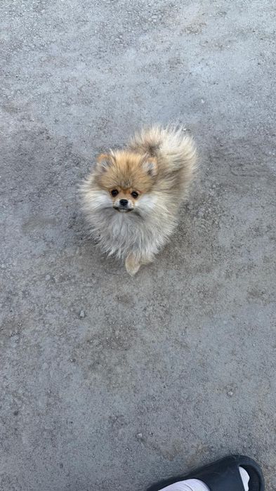 Продам Мальчика Шпица очень игривый 4 мес