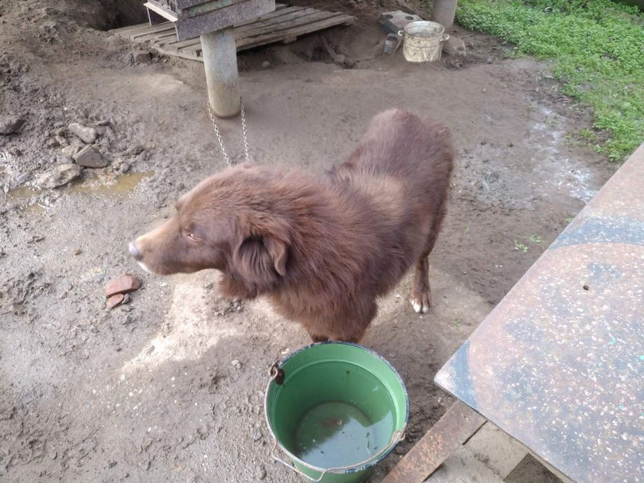 Подарява се!Порода между кангал и каракачанка